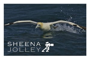 The Gannet  largest European seabird   dives deep  30 metres  no external nostrils  no real tongue   shock absorbers    causes blindness  sad end  South West coast of Ireland   photograph Master Diver.jpg Master Diver.jpg Master Diver.jpg Master Diver.jpg
